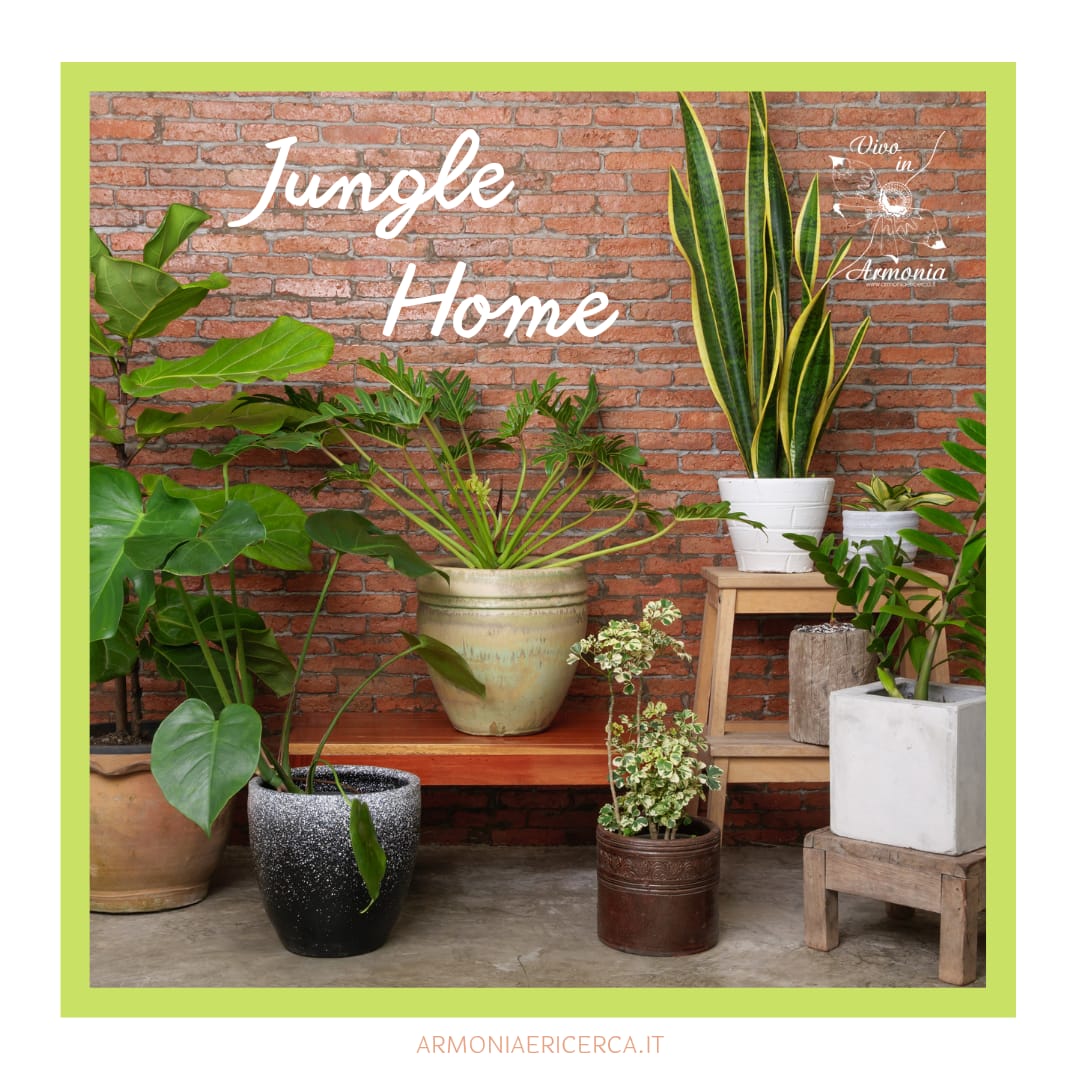 jungle-home-associazione-armonia